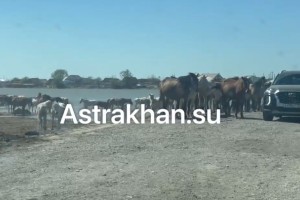 Володарский район атаковали бесхозные коровы и лошади