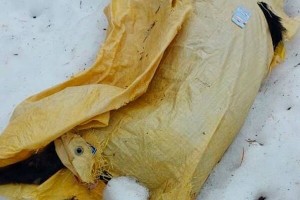 В ХМАО мертвого пса выбросили в&#160;пакете