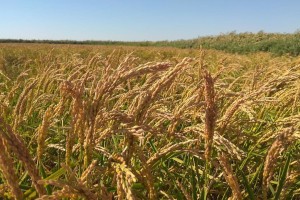 В Астраханской области в&#160;пять раз увеличилось производство риса