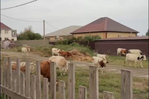 Под Астраханью коровы уничтожили парк и теплицы Под Астраханью коровы уничтожили парк и теплицы