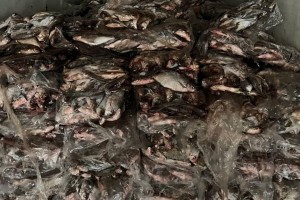 На территории Астраханской области изъято 50 тонн рыбы и 300 килограмм осетровых На территории Астраханской области изъято 50 тонн рыбы и 300 килограмм осетровых