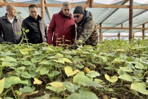 В Красноярском районе Астраханской области впервые планируют собрать батат В Красноярском районе Астраханской области впервые планируют собрать батат