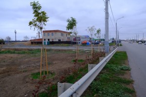 В Астрахани продолжают высаживать деревья пока позволяет погода В Астрахани продолжают высаживать деревья пока позволяет погода