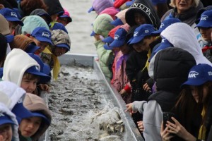 Астраханские школьники выпустили в реку 27 тысяч молоди сазана