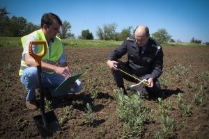 В Астраханской области зафиксировали произрастание опасного сорняка В Астраханской области зафиксировали произрастание опасного сорняка