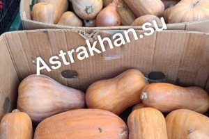Тыквенный спас: сколько стоит осенняя красавица в Астрахани? Тыквенный спас: сколько стоит осенняя красавица в Астрахани?