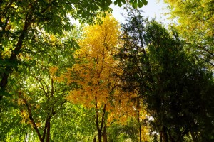 В лесах Астраханской области завершился пожароопасный сезон В лесах Астраханской области завершился пожароопасный сезон