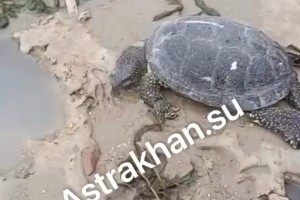 В Астраханской области зафиксировали массовую гибель черепах: что могло произойти? В Астраханской области зафиксировали массовую гибель черепах: что могло произойти?