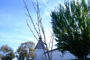 В еще одном общественном пространстве Астрахани высадили сакуру