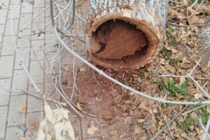 На площади Ленина в Астрахани стало меньше деревьев На площади Ленина в Астрахани стало меньше деревьев