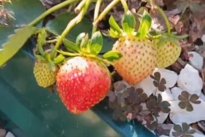 Теплый ноябрь подарил астраханцам позднюю клубнику и цветочное великолепие Теплый ноябрь подарил астраханцам позднюю клубнику и цветочное великолепие