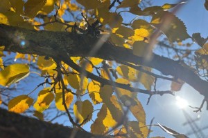 18 ноября в Астрахани потеплеет 18 ноября в Астрахани потеплеет