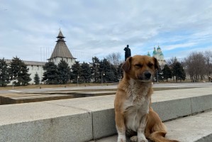 Астраханские зоозащитники проиграли третий суд об эвтаназии бездомных собак Астраханские зоозащитники проиграли третий суд об эвтаназии бездомных собак