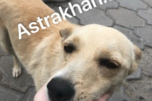 В Астрахани резко увеличилось количество собак: с чем это связано? В Астрахани резко увеличилось количество собак: с чем это связано?