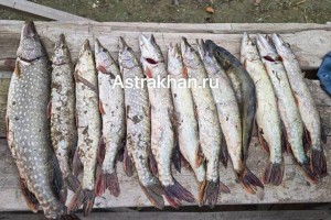Зубы на полку: астраханских рыбаков оставили без щуки