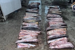 Астраханцу грозит 8 лет тюрьмы за вылов 101 рыбы осетровых пород Астраханцу грозит 8 лет тюрьмы за вылов 101 рыбы осетровых пород