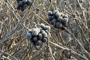 18 декабря в Астрахани будет холодно и туманно 18 декабря в Астрахани будет холодно и туманно