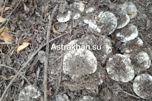 Астраханцев могут начать штрафовать за сбор редких грибов Астраханцев могут начать штрафовать за сбор редких грибов