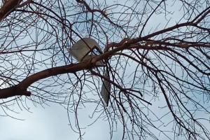 Астраханцев спасли от металлического листа на дереве Астраханцев спасли от металлического листа на дереве