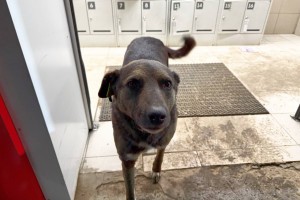 Астрахань оставила за собой право вводить экстраординарную ситуацию из-за собак