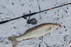 Астраханские рыбаки хвастаются зимними трофеями