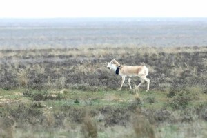 Молодого сайгака выпустили на волю в Астраханской области