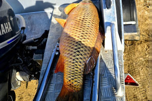 Сазан-рекордсмен всколыхнул рыбацкие чаты Астрахани Сазан-рекордсмен всколыхнул рыбацкие чаты Астрахани