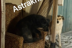 Собаки из золота: стало известно, во сколько обойдется отлов 550 безнадзорных животных в Астрахани Собаки из золота: стало известно, во сколько обойдется отлов 550 безнадзорных животных в Астрахани