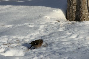 Снег с дождем, гололед, сильный мороз: астраханцев предупреждают о резком ухудшении погоды Снег с дождем, гололед, сильный мороз: астраханцев предупреждают о резком ухудшении погоды
