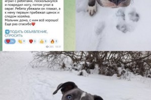 В Астраханской области бойцовская собака спасла мальчика, попавшего в беду В Астраханской области бойцовская собака спасла мальчика, попавшего в беду