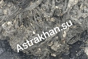 Аварий не миновать: астраханцам назвали предметы, которые категорически нельзя выбрасывать в канализацию Аварий не миновать: астраханцам назвали предметы, которые категорически нельзя выбрасывать в канализацию