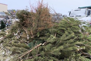 В Астрахани новогодние елки получили вторую жизнь В Астрахани новогодние елки получили вторую жизнь