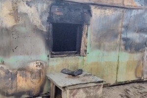 В Астраханской области из-за пожара в приюте погибло 4 собаки