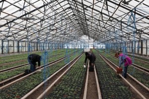 В теплицах Астраханской области подрастают ранние сорта помидор