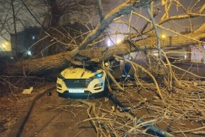 В Астрахани на автомобиль рухнуло огромное дерево В Астрахани на автомобиль рухнуло огромное дерево