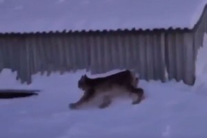 В ХМАО заметили дикую рысь у детского сада В ХМАО заметили дикую рысь у детского сада