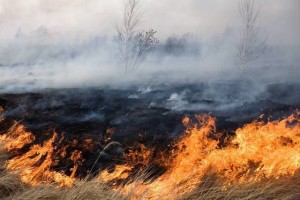 В Астраханской области начал гореть камыш В Астраханской области начал гореть камыш