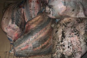 74 осетра стоили астраханцу свободы 74 осетра стоили астраханцу свободы