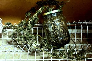 У астраханца в доме нашли профессиональную нарколабораторию У астраханца в доме нашли профессиональную нарколабораторию