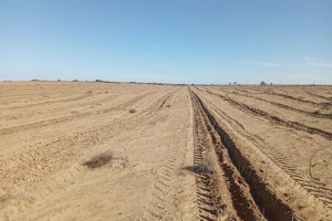 Стало известно, как в Астраханской области борются с опустыниванием Стало известно, как в Астраханской области борются с опустыниванием