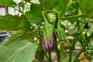 В Астраханской области увеличат посевные площади на 2,2%