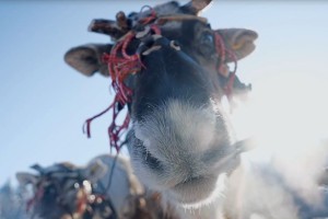 В ХМАО прошел масштабный конкурс оленеводов В ХМАО прошел масштабный конкурс оленеводов