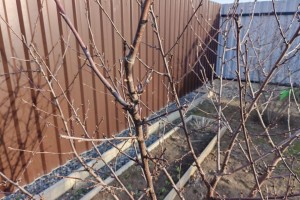 Астраханцам рассказали, что нужно сделать во дворе частного дома ранней весной