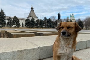 Под Астраханью обнаружили очередной очаг бешенства Под Астраханью обнаружили очередной очаг бешенства