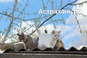 Сегодня в Астрахани будет тепло Сегодня в Астрахани будет тепло