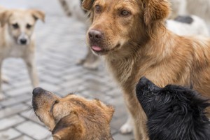В Астраханской области трехлетняя девочка сбежала из детсада и была искусана бродячими псами В Астраханской области трехлетняя девочка сбежала из детсада и была искусана бродячими псами