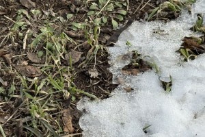 Астраханцев предупреждают о надвигающихся заморозках Астраханцев предупреждают о надвигающихся заморозках