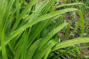 Сегодня в Астрахани возможен небольшой дождь Сегодня в Астрахани возможен небольшой дождь