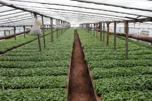 В Астраханской области уже взошли первые арбузы В Астраханской области уже взошли первые арбузы