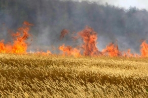 В России запретили сжигать сухую траву